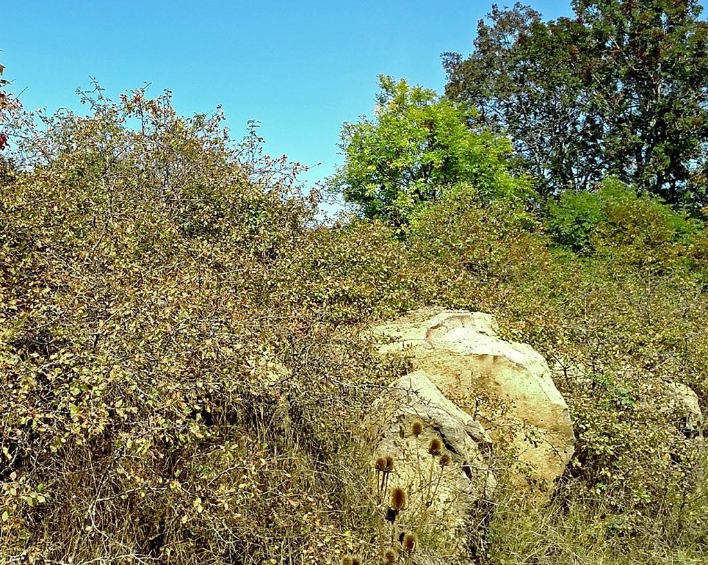 In the foreground a P.spinosa shrub next to a stone outcrop with other trees and a blue sky in the background.